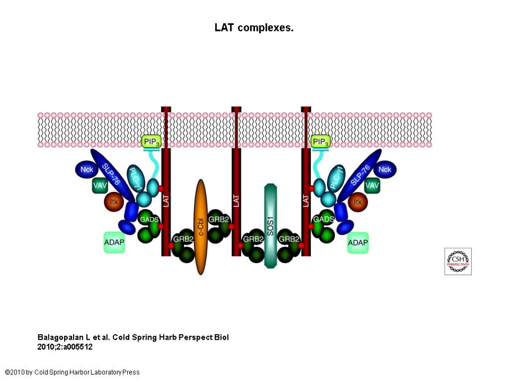LAT complexes. Balagopalan L et al. Cold Spring Harb Perspect Biol 2010;2:a005512 ©2010 by